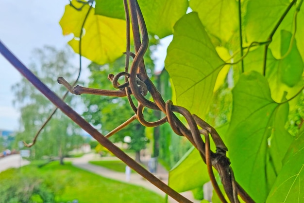 Fosis of green young vines and grapes in the park