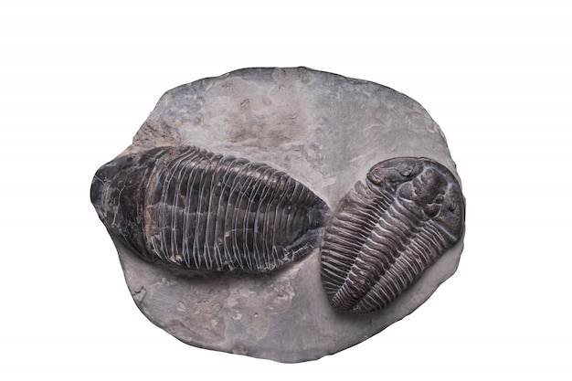 Fossiel met uitknipteken