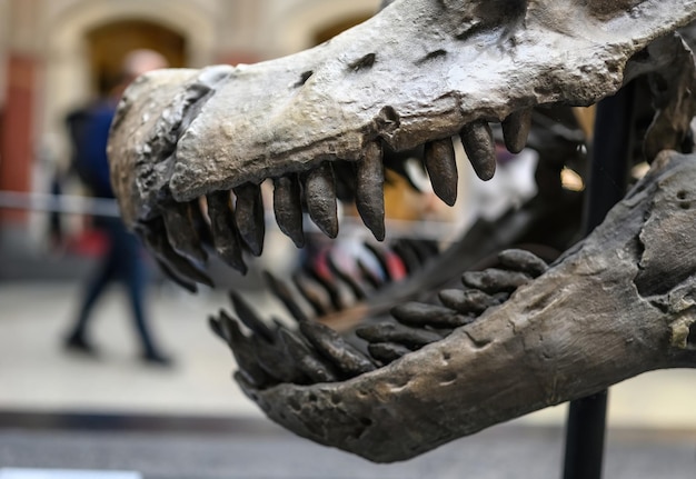 Foto fossielen kaken en schedel van prehistorische dinosaurus in museum