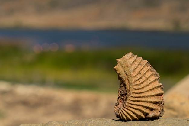 Foto fossielen versteenden in de loop van de tijd