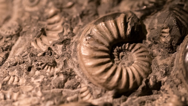 Fossile e ammonite per l'energia del carburante