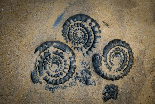 Fossil Ammonite for fuel and gas industry