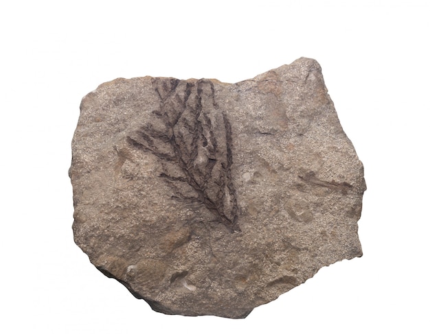 Photo fossil ammonite isolate  with clipping path