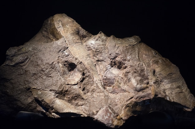 Fossil fish embedded in stone, real ancient petrified shell for fuel