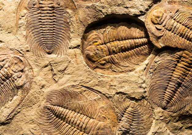 Фото Окаменелость трилобита acadoparadoxides briareus древнего окаменелого членистоногого на скале