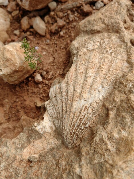 Foto guscio fossile nella roccia a est della spagna dettaglio