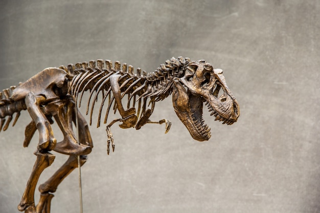 Fossil skeleton of Dinosaur king Tyrannosaurus Rex 