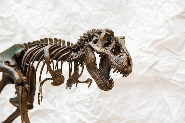 Fossil skeleton of Dinosaur king Tyrannosaurus Rex 