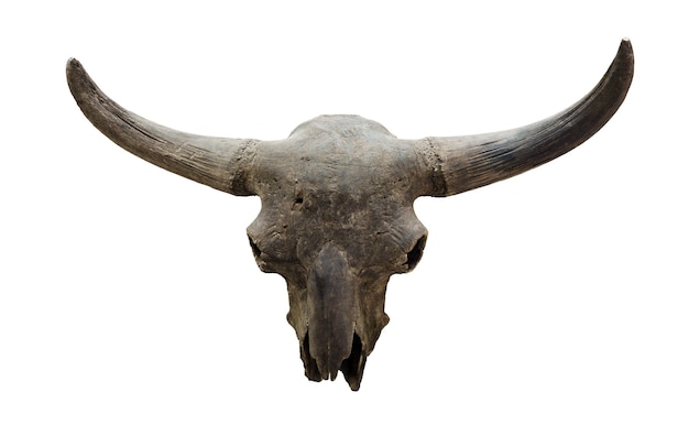 Fossil skull of an extinct bison isolated on white background