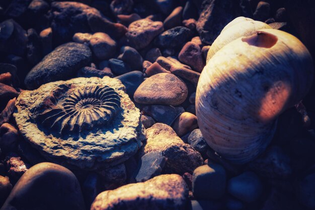 Foto pietra fossile