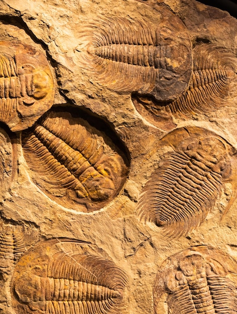 삼엽충의 화석 Acadoparadoxides briareus 바위에 고대 화석 절지 동물
