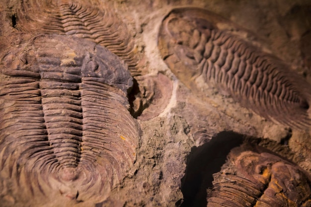 Fossil trilobite imprint in the sediment. 3.6 Billion Year old Trilobite