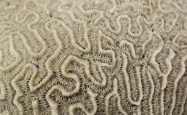 fossilized ancient corals