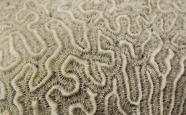 Photo fossilized ancient corals