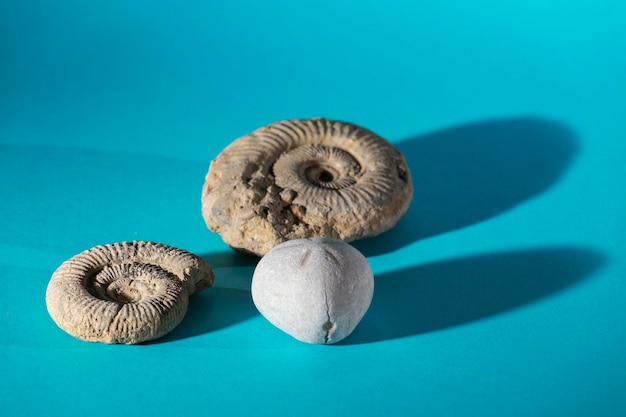 Fossils on blue background