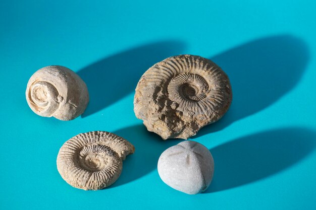 Fossils on blue