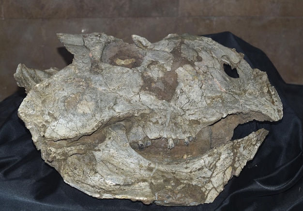 Окаменелости протоцератопса найдены в монгольской пустыне Гоби