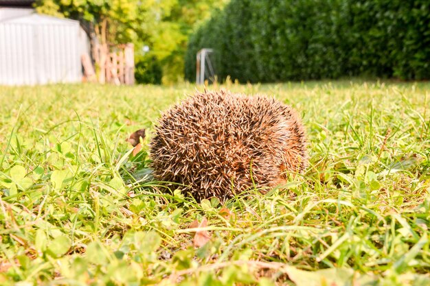 Foto Afbeelding van een Europees egelzoogdier