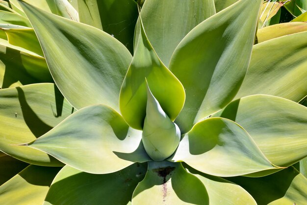 Foto foto afbeelding van een tropische cactus textuur achtergrond