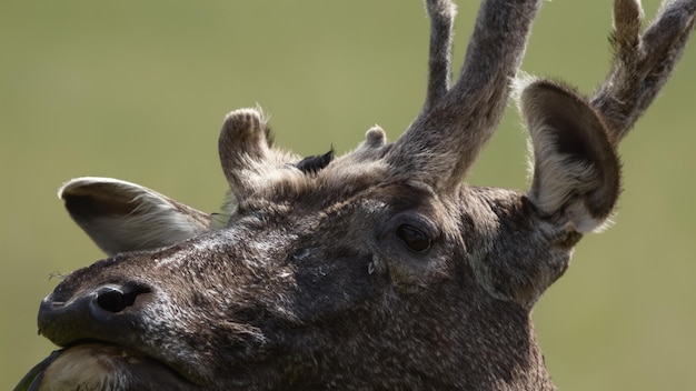 Foto Afrikaanse safaridieren