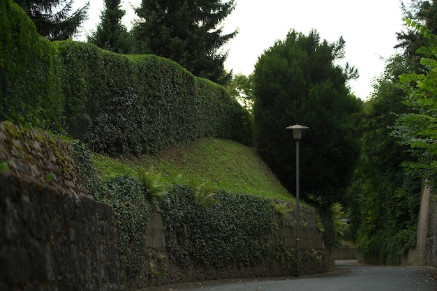 Foto asfaltweg bij groene bomen in de natuur