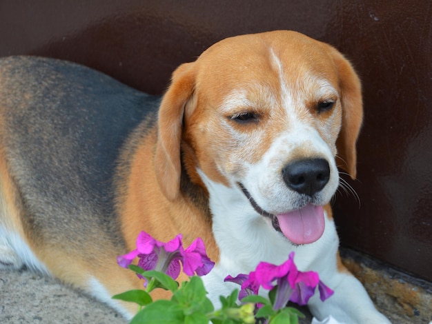 foto beagle snuffelend aan bloemen