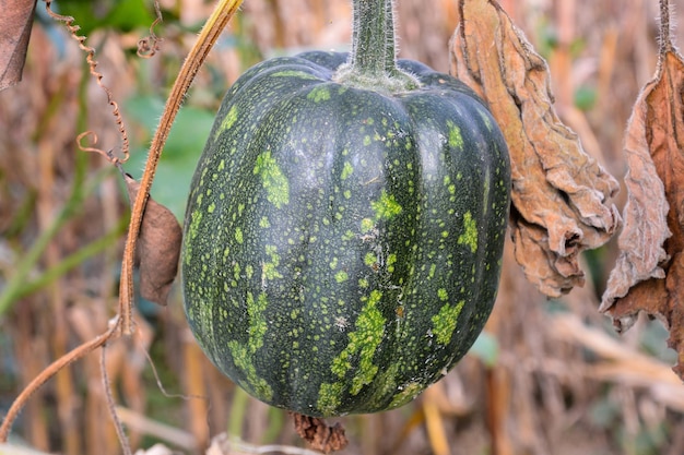 Foto Beeld van een Groene Verse Sappige Pompoen