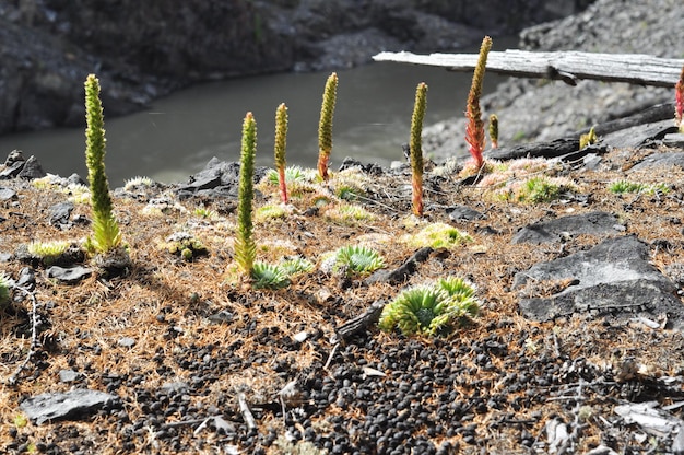 Foto bergplanten molodilo