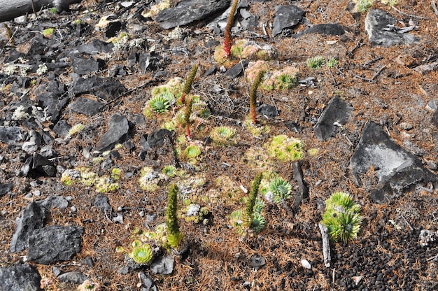 Foto bergplanten molodilo