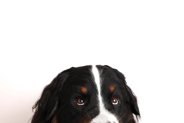 Foto Berner Sennenhond op een witte achtergrond Studio-opname van een hond voor een geïsoleerde achtergrond