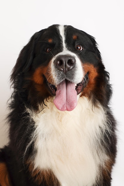 Foto Berner Sennenhond op een witte achtergrond