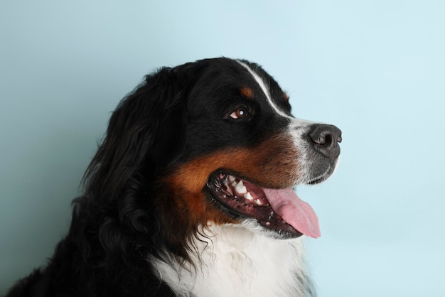 Foto Berner Sennenhond op een zachte blauwe achtergrond Studio-opname van een hond voor een geïsoleerde achtergrond