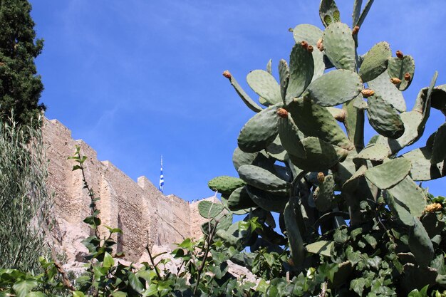 Foto foto cactusvijgcactus met oranje vruchten close-up