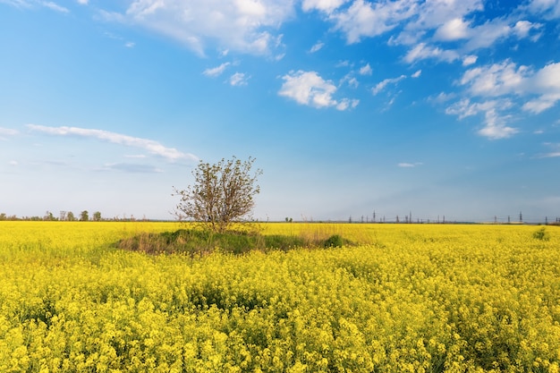 Foto canola veld helder hete zomerdag landschap in de natuur