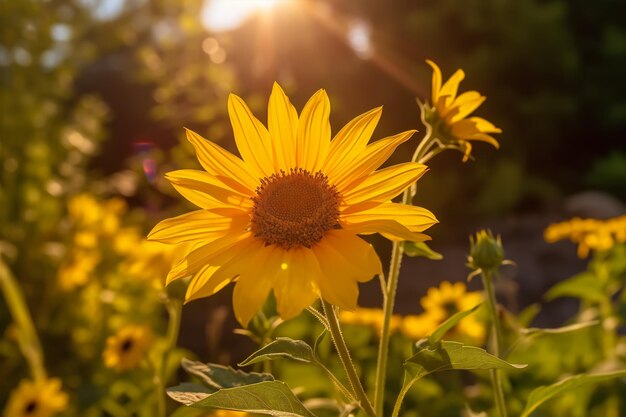 foto close-up shot van een zonnebloem hoofd met het veld van velen op de surfacer Summer Concept