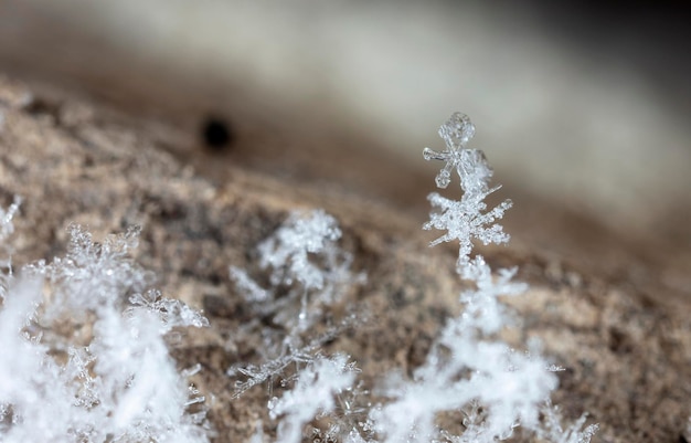 Foto echte sneeuwvlokken tijdens een sneeuwval, onder natuurlijke omstandigheden bij lage temperatuur