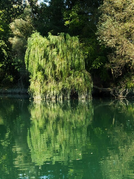 Foto Foto van de prachtige wilde rivier de Brenta in Noord-Italië