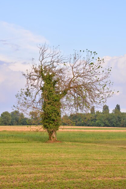 Foto Foto van een enkele grote boom in de wei