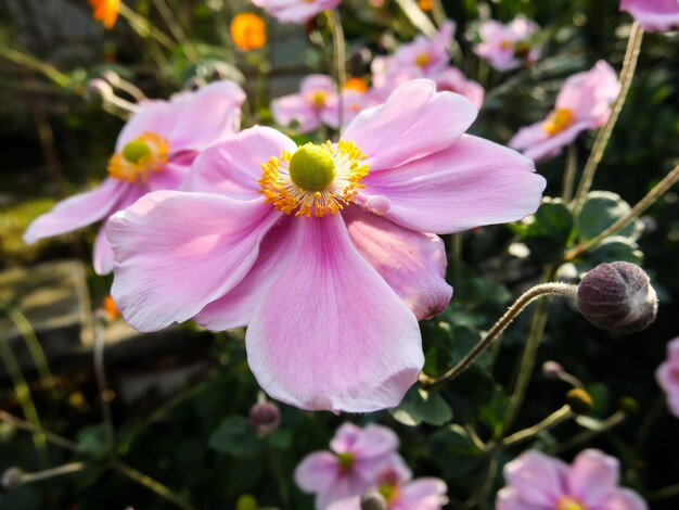 Foto Foto van Mooie Bloeiende Bloem Achtergrond