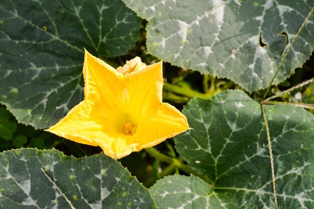 Foto Foto van Mooie Bloeiende Bloem Achtergrond