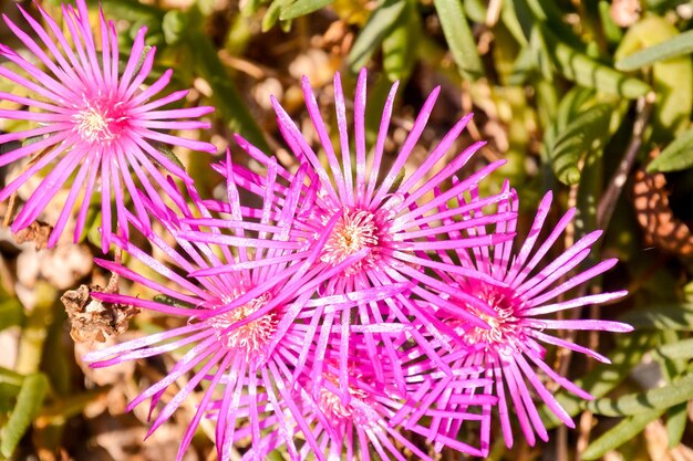 Foto Foto van Mooie Bloeiende Bloem Achtergrond