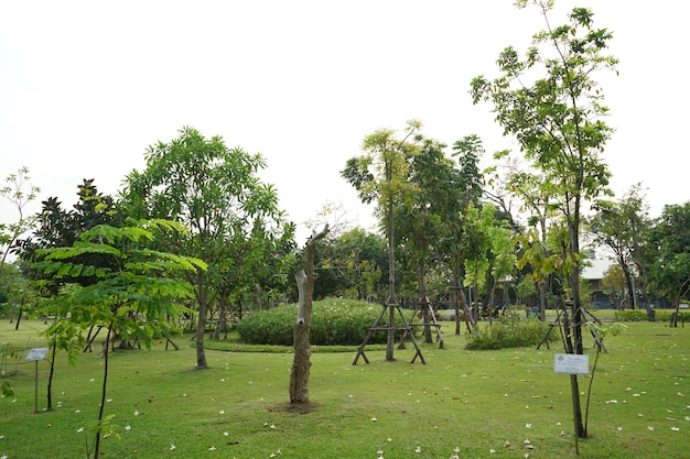 Foto genomen in een park in Thailand