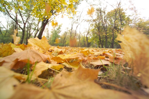 Foto genomen tijdens het vallen van de herfstbladeren