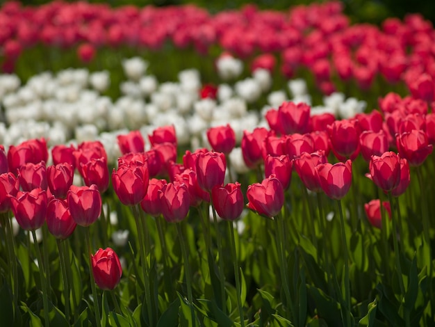 Foto grote kas tulpen in verschillende kleuren op straat