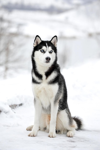 foto husky zittend op de sneeuw in de winter