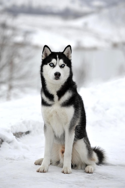 Foto husky zittend op de sneeuw in de winter