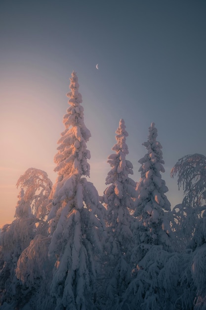 foto ijs dekking dennenboom berg hemel en wihte dag beeld
