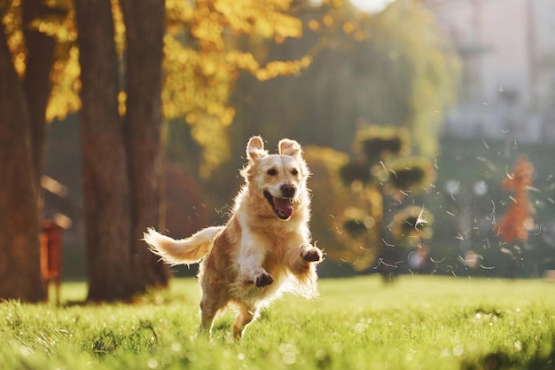 Foto in beweging rennen mooie golden retriever-hond maakt een wandeling buiten in het park