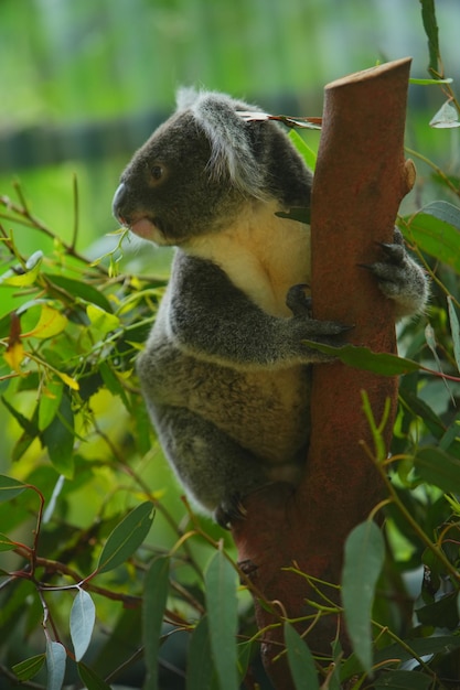 Foto koala op eucalyptusboom in Australië.