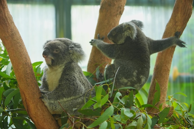 Foto koala op eucalyptusboom in Australië.